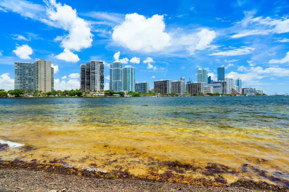 Record Amount Of Seaweed Washing Up On Miami Beaches